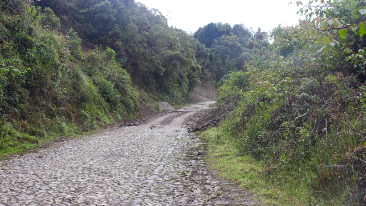 Strasse im Wald Ecuadors