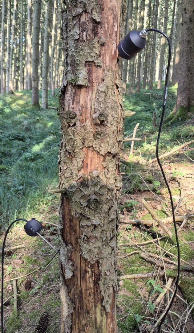 Leaf Audio Geophon und Kontaktmikrofon in einem Baum